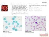 Hematology and Oncology Anatomy