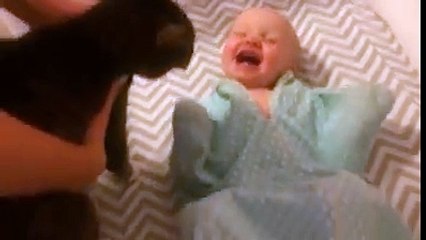 This baby can't get enough of her pet cat