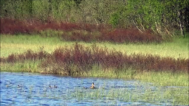 The Amazing Nature Mother Duck Protecting Babies Ducklings
