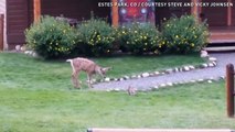 Bambi dans la vraie vie : un faon et un lapin jouent ensemble