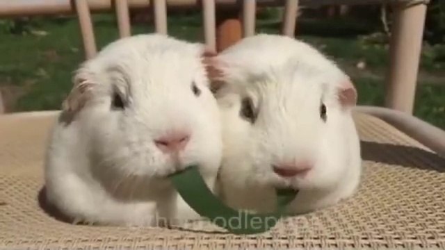 Cute Guinea pigs couple eating the same spaghetti!