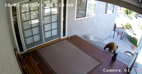 Un bouledogue fait fuir deux jeunes ours