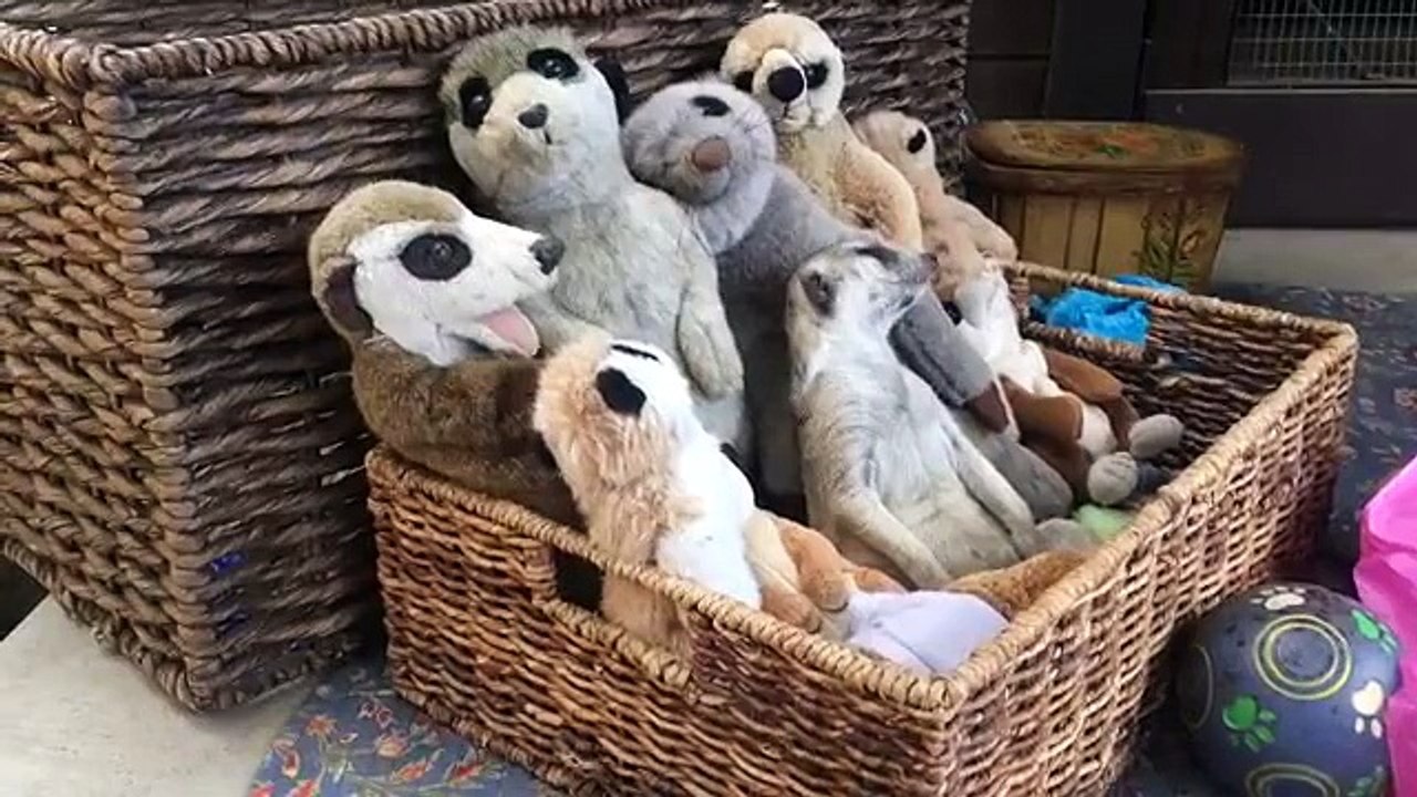 Un suricate s'endort contre des peluches... TROP CUTE !!