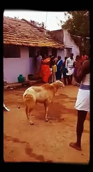 Whatsapp funny video 107 @whatsapp #whatsapp