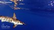 Shark gets up close and personal to take fish from fisherman