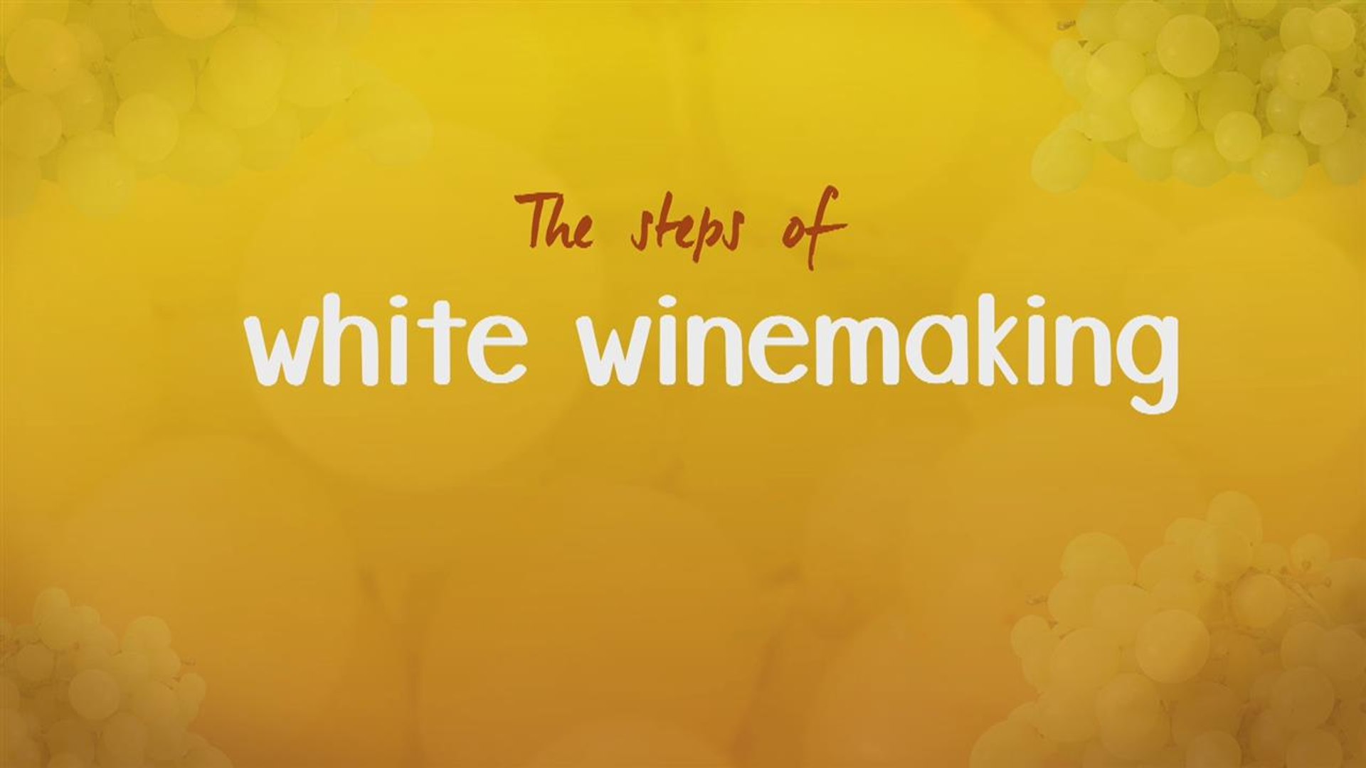 How white wine is made: 4 steps