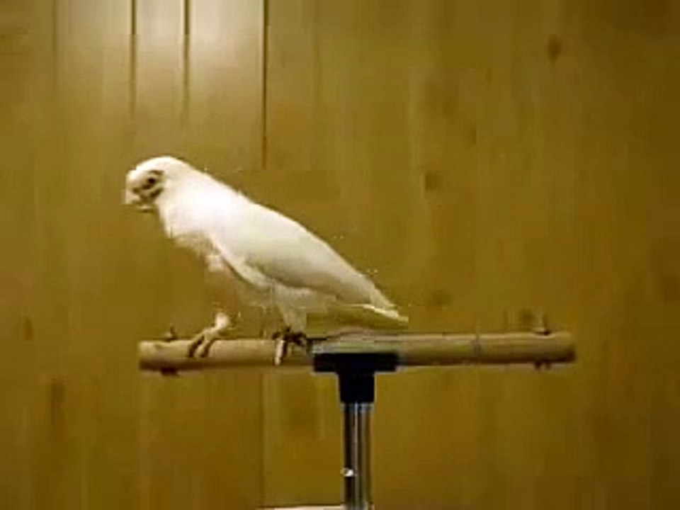 Whatsapp funny video 138 @whatsapp #whatsapp