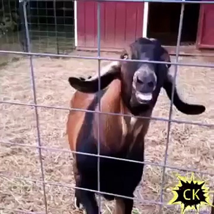 Whatsapp funny video 139 @whatsapp #whatsapp