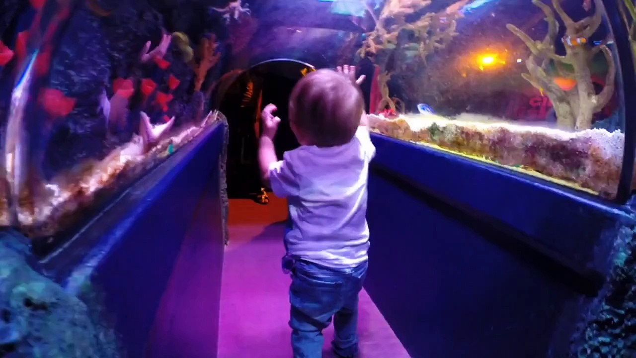Arel - A Day in Sea Life