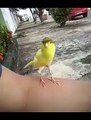 Amazing Sounds of Canary Bird