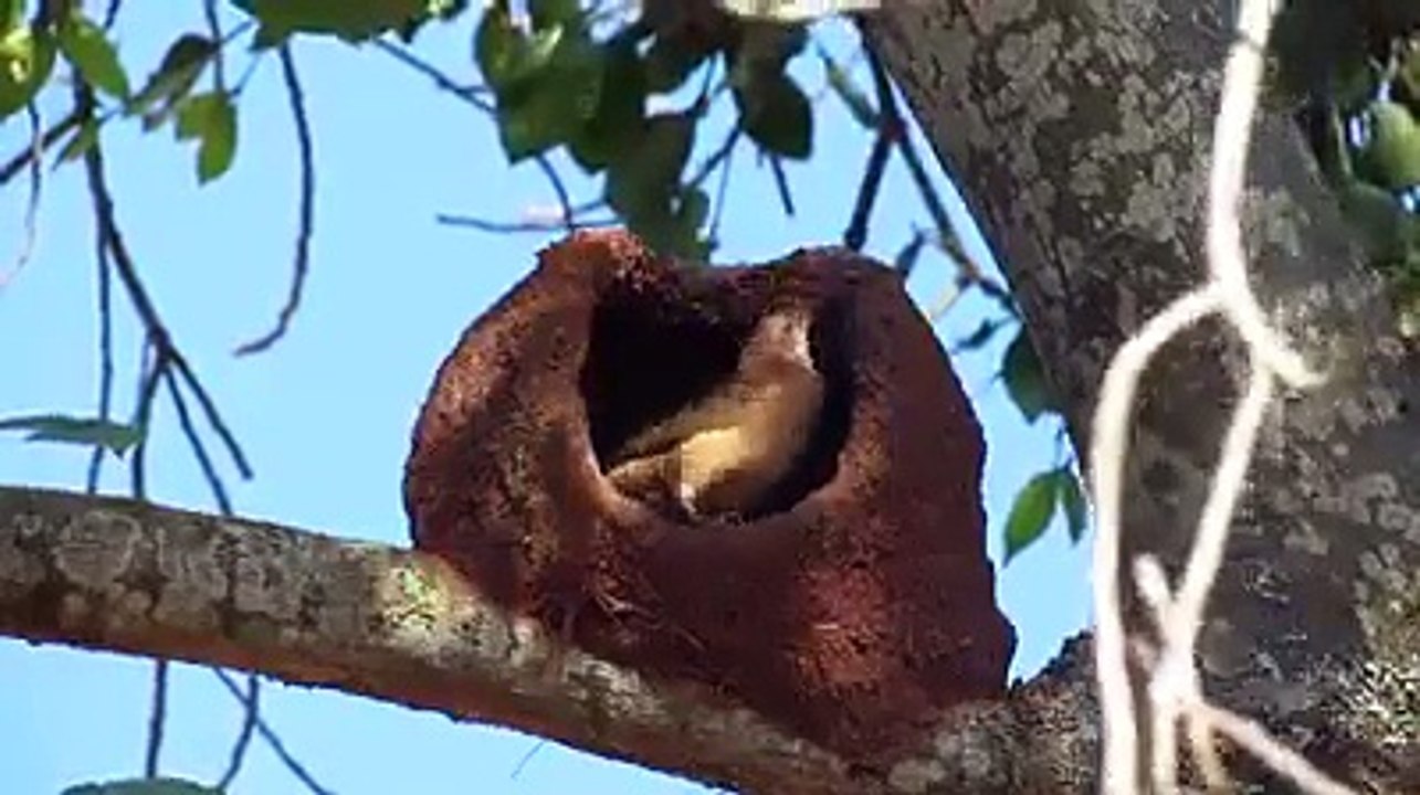 Cute Bird Making Nest