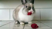 Cute Bunny Eating Raspberries