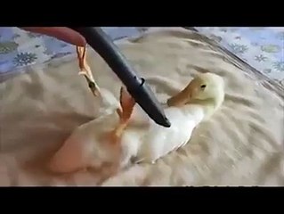 Duck Enjoying Vacuuming