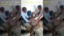 Leopard Gets Head Stuck in Water Pot- wiglieys