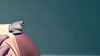 The story of a man and his pet frog Kermit