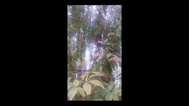 Squirrel carries slice of pizza up tree