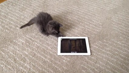 Intense kitten attempts to catch mice on iPad
