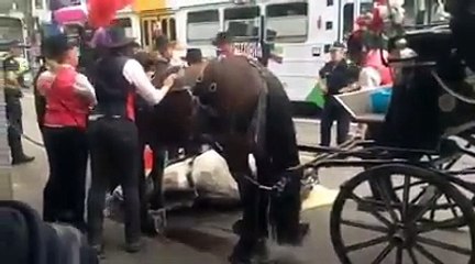 Un cheval déshydraté fait un malaise en pleine rue pendant une parade