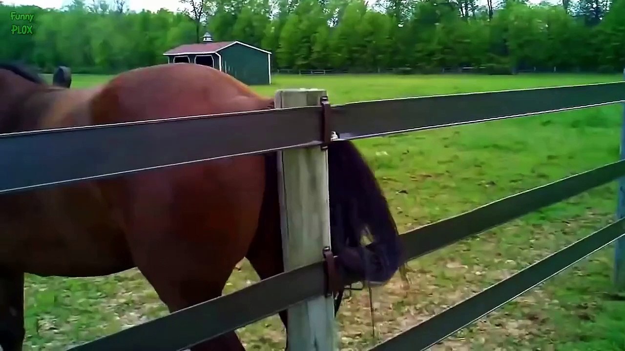 Top 10 Funny Horse Videos 2015 - Love Babies