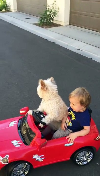 Ce Caniche conduit Véritablement cette mini-Voiture Electrique pour promener le petit Oliver