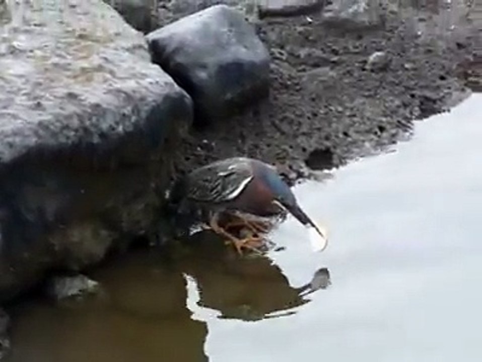Watch And Learn Strategy of excellent Lesson from Birds and sea living bing