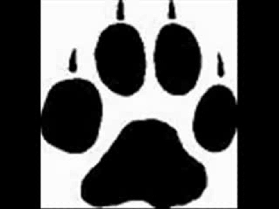 La Raya Dog is not dead
