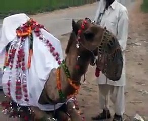 saifi naat istqbal main sarkar