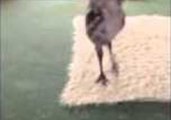 Playful Dog Entertains Emu