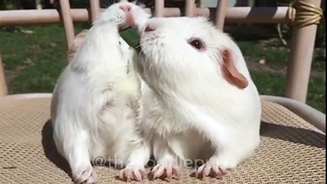 Gracie and Suzie (sisters) 2 guinea pigs, play tug of war in slow motion!
