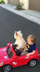 Arabayla Gezintiye Çıkan Sevimli Ufaklık