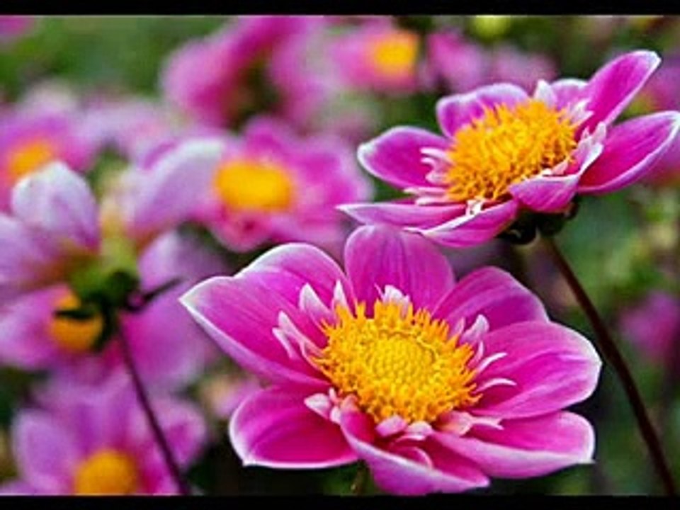 Aj sik mitran di vaderiye - Pir Meher Ali Shah