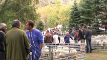 D!CI TV : Rencontres de bergers à la foire de la Chapelle-en-Valgaudemar