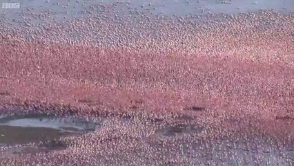 Over a Million Flamingos - The Great Rift: Africa's Wild Heart - BBC