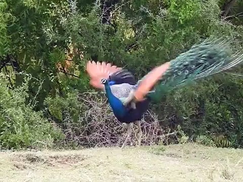 مور کس طرح پر پھیلاتے ہیں ۔۔ یہ بہت پیاری ویڈیو دیکھیے اور اللہ کی قدرت کی تعریف کیجئے