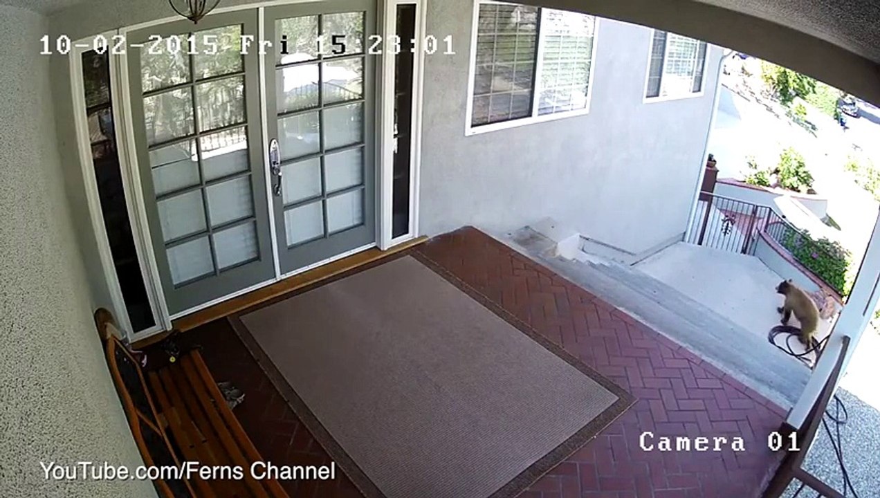 2 ours vs 1 pit-bull