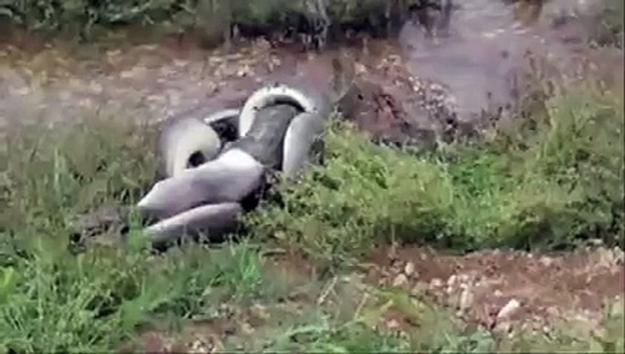 Snake Crocodile Attacked Australia    Animal Attacks.