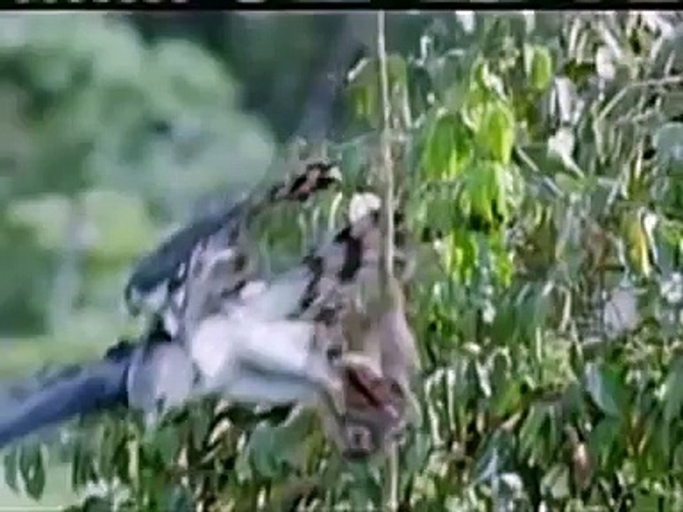 The World Biggest Eagle In the History