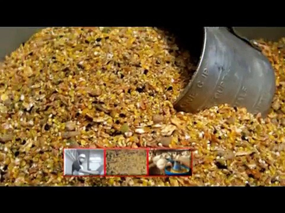 Broiler Chicken Dr na Mazhar Dr of alternative medicine