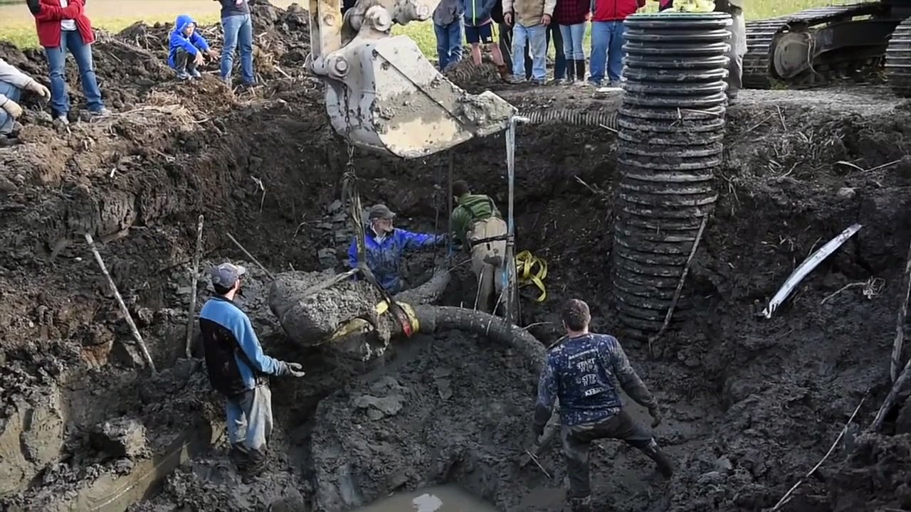 Shocked Farmer Dug Up Some Ancient Woolly Mammoth Bones With His Tractor