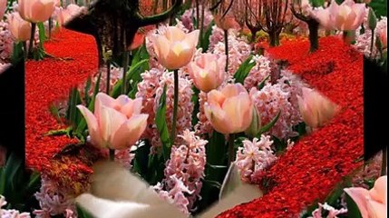 Orhan Akdeniz   Canımdan Can Kopardın