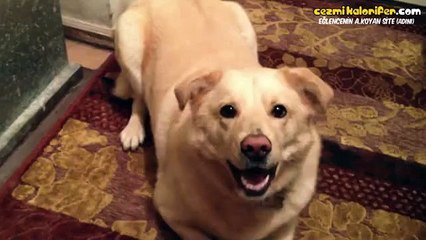 Konuşan Hayvanlar Koleksiyonu