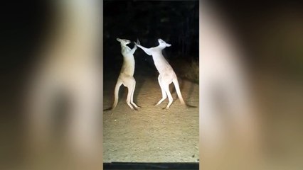 La pelea viral de los canguros australianos