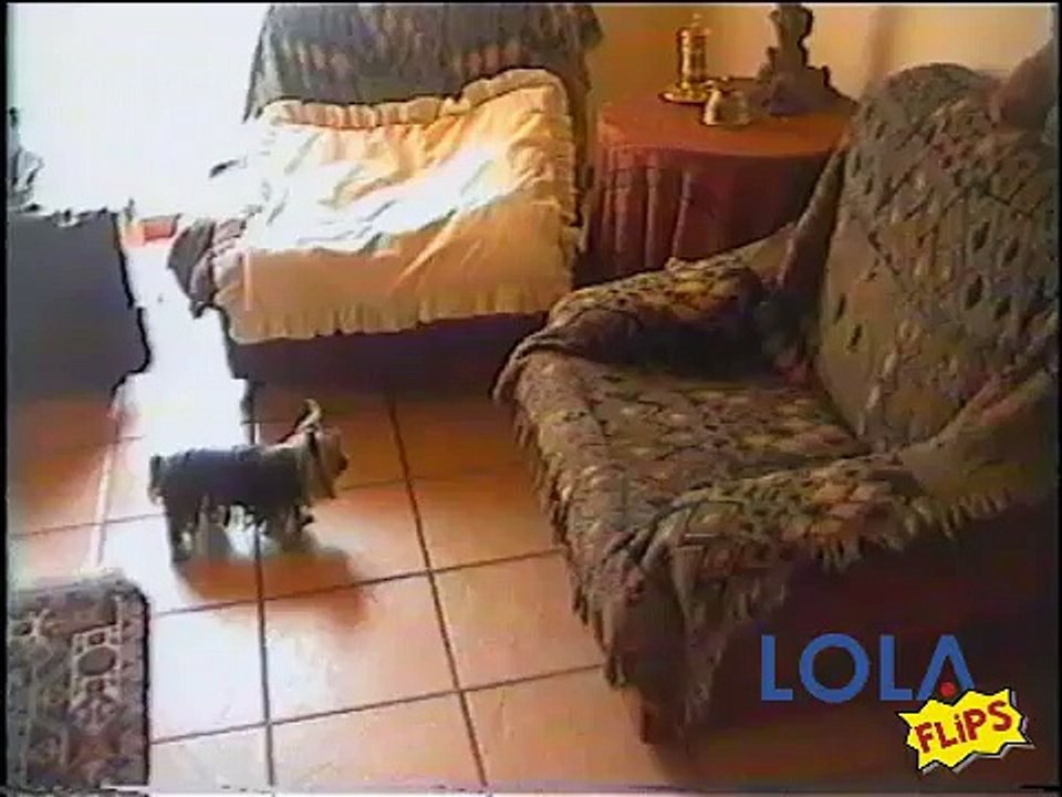 Dog humps teddy bear