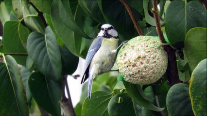 mésanges  4 octobre 2015