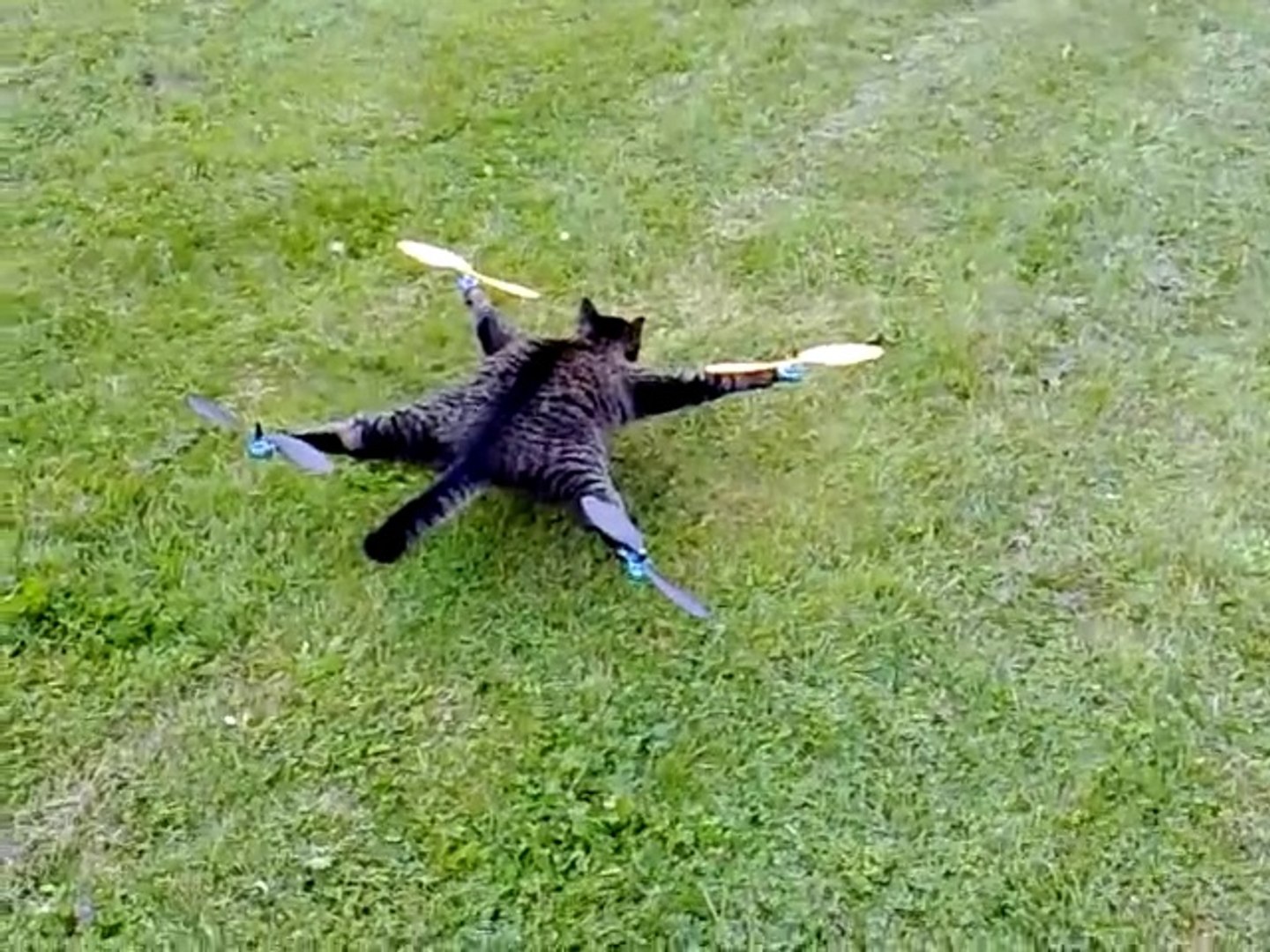 Guy stuffed his cat and made into a drone - Dailymotion