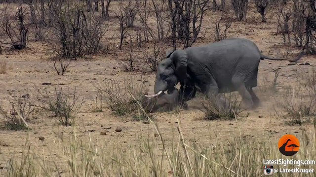 Un éléphant attaque un buffle à grand coup de défense.