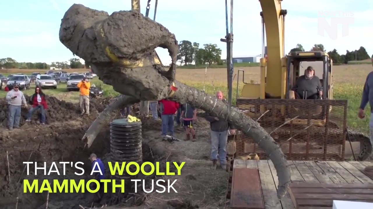 Woolly Mammoth Fossil Found On A Soybean Farm In Michigan