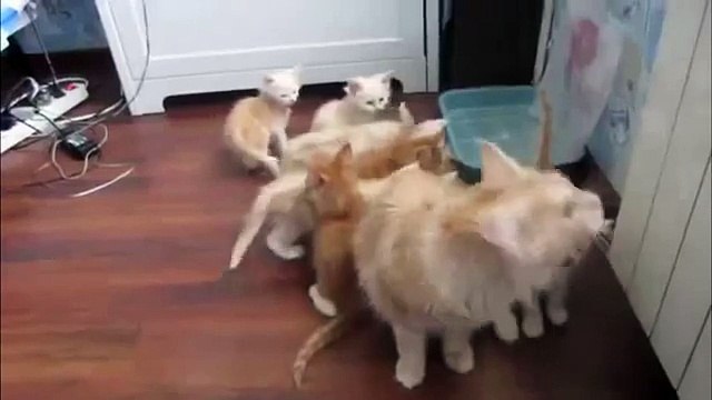 Кошка напугала котят
