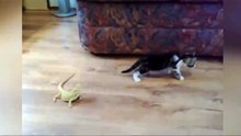 Котёнок и ящерицы
