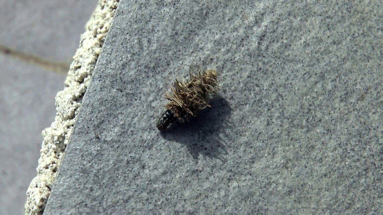 La chenille